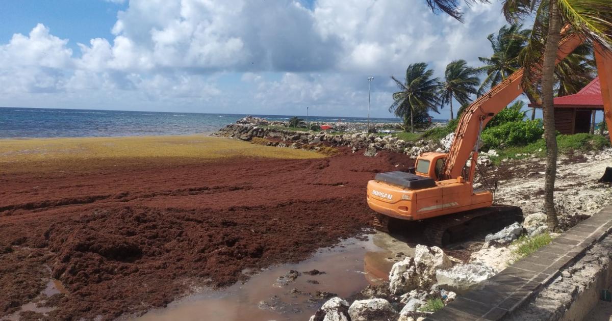 Réunion du comité de pilotage pour la lutte contre les sargasses