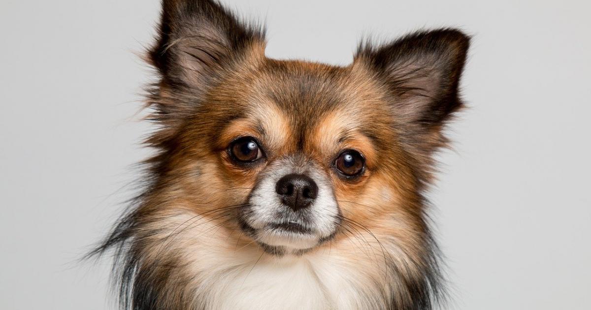 Coincé dans le moteur d'une voiture, un chihuahua est sauvé par les secours