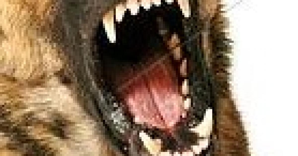 Un enfant mordu par un chien au Lamentin