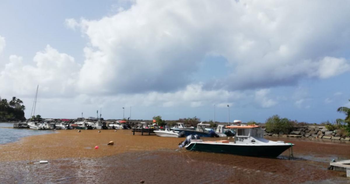 Gros arrivages de sargasses en vue