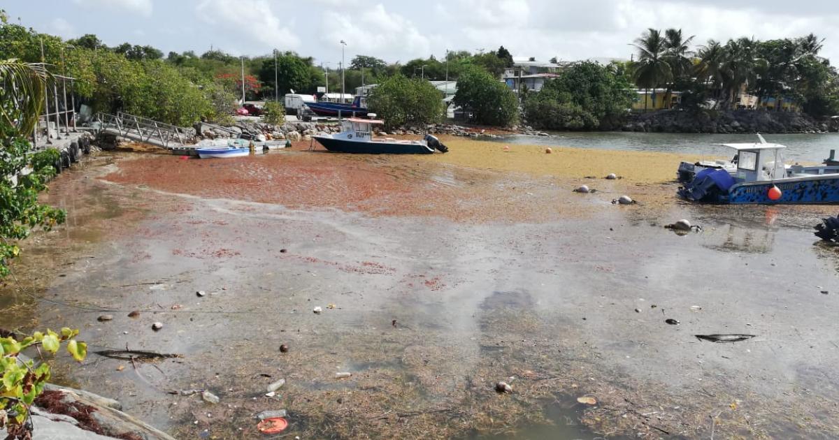 Face au fléau des sargasses, la préfecture de Guadeloupe a activé une cellule de crise