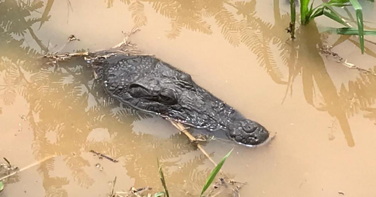 « Georges le Crocodile » : le préfet appelle à la prudence