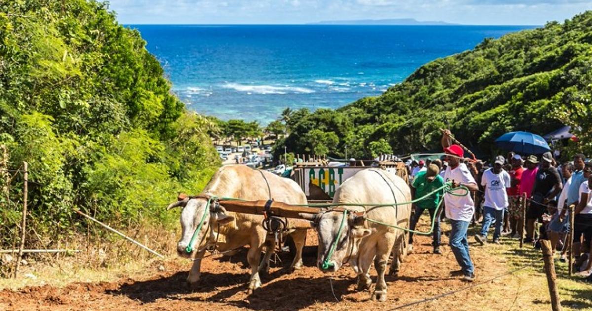 L'Anse Maurice, vue imprenable et plage au pied des falaises