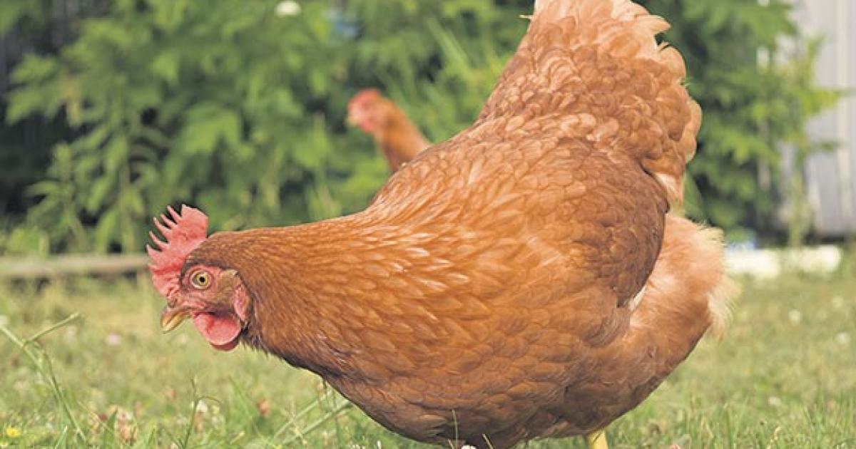 Suspicion de contamination d’un élevage de poules en Martinique : les restrictions sont levées