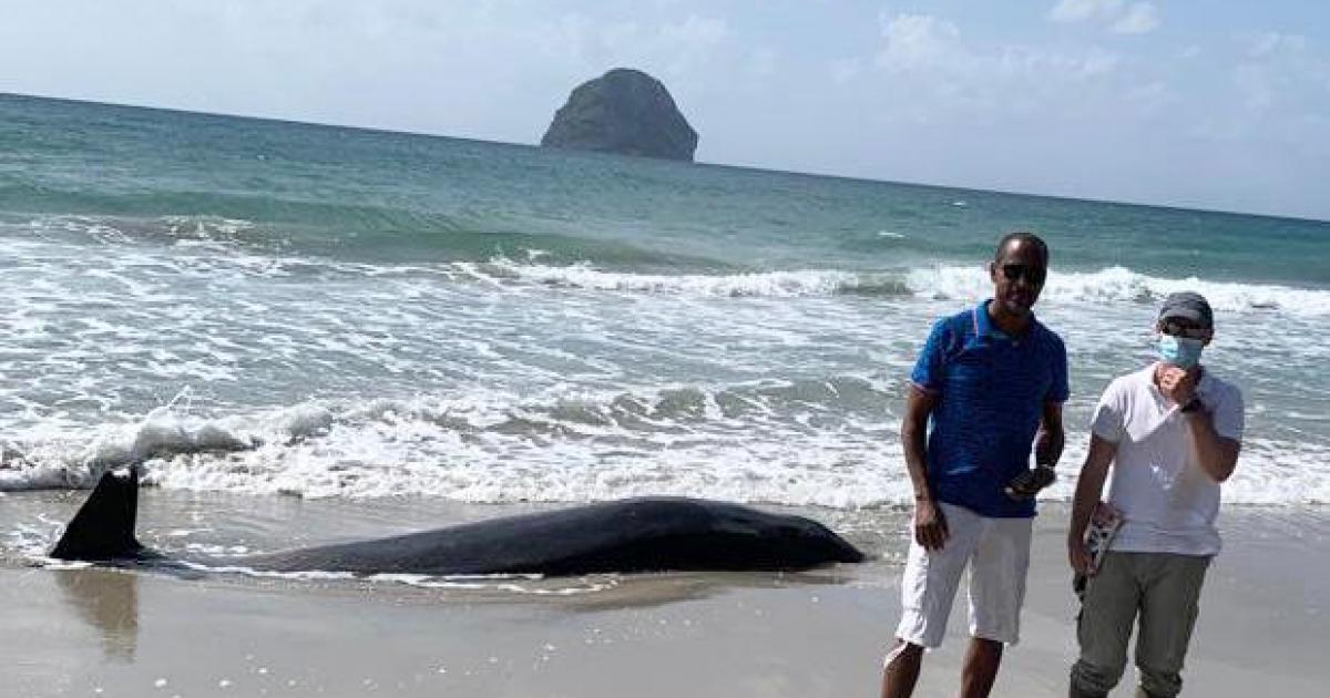 Une baleine à bec retrouvée morte sur la grande plage du Diamant