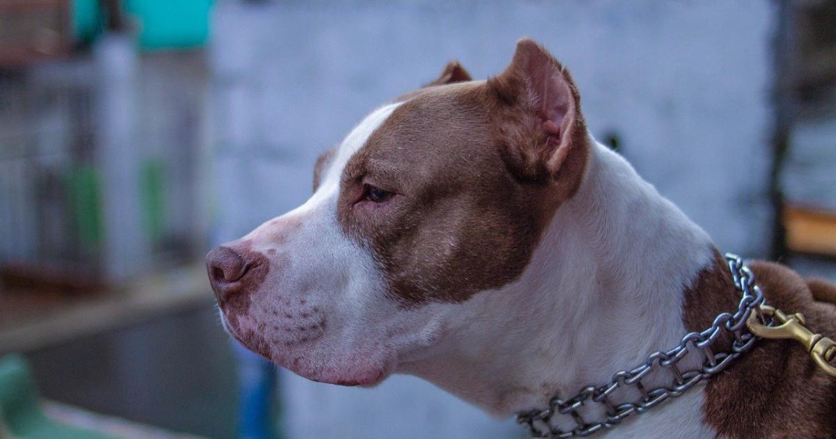 Une enfant de 4 ans gravement blessée par un chien à Saint-Martin