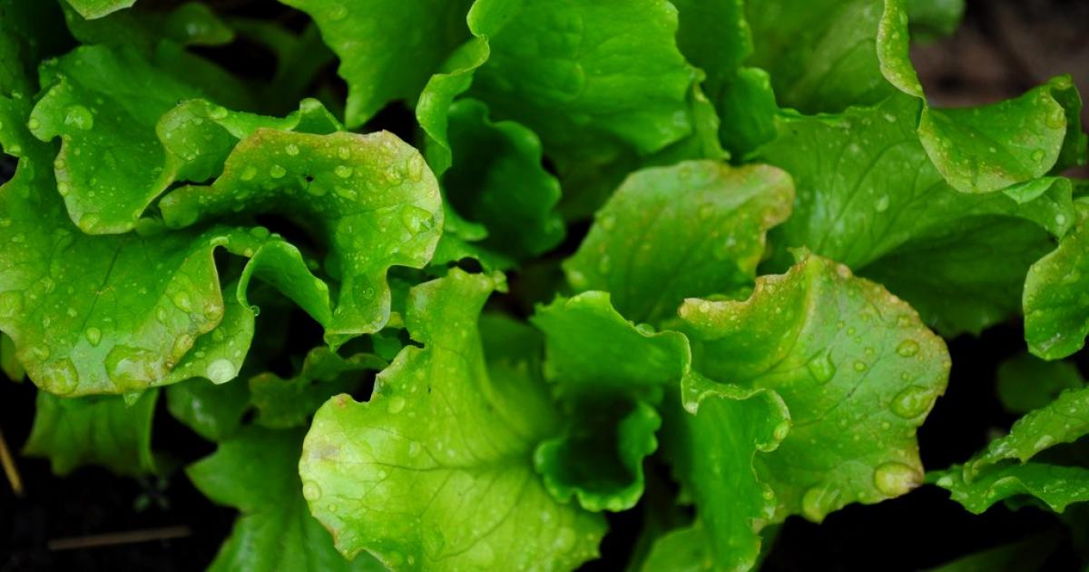 La recette anti-gaspi pour ne plus perdre vos salades