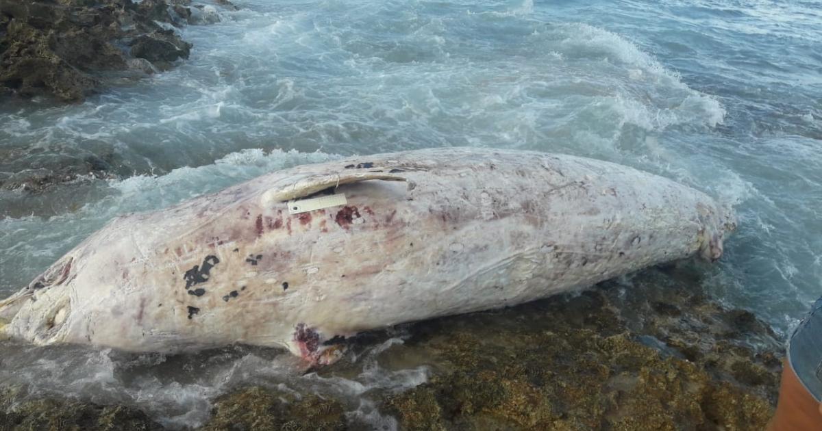 Le cadavre d'une baleine à bec retrouvé au Moule