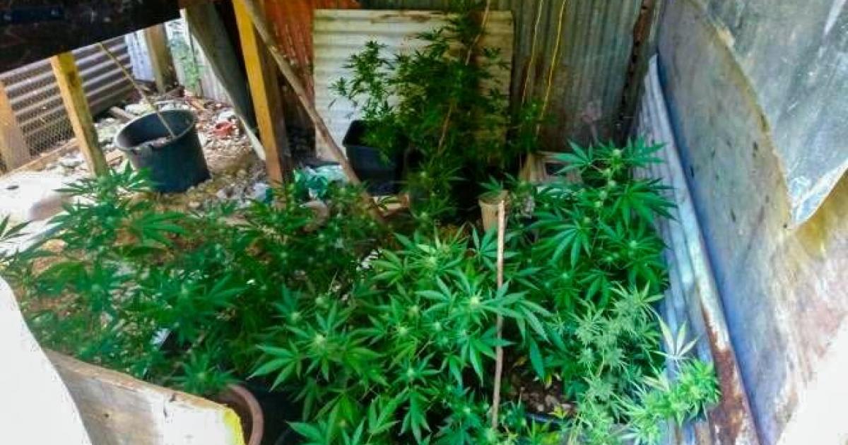 Drogue : stupéfiante saisie à Saint-François