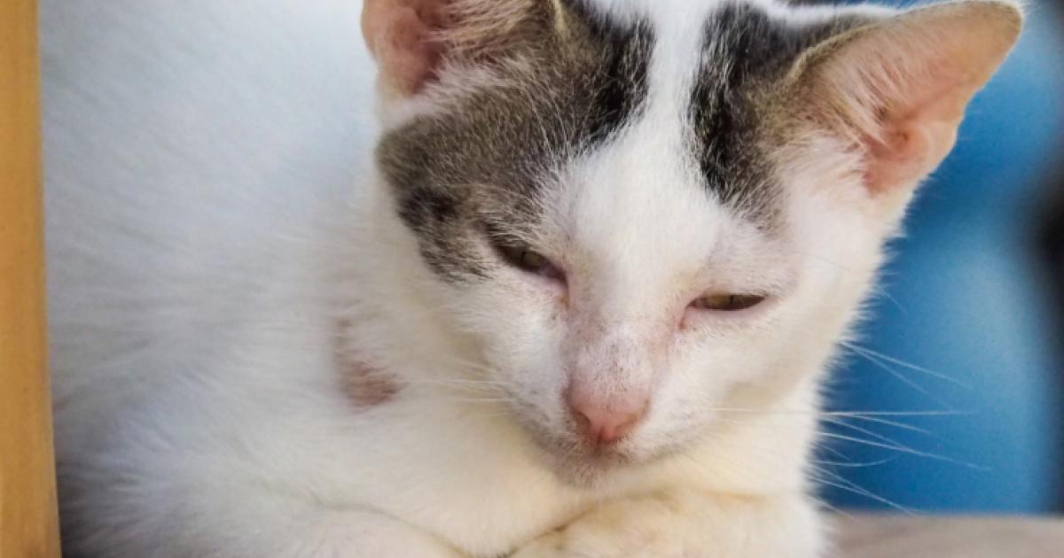 Kay Chat : la Maison du Chat vous attend pour des adoptions
