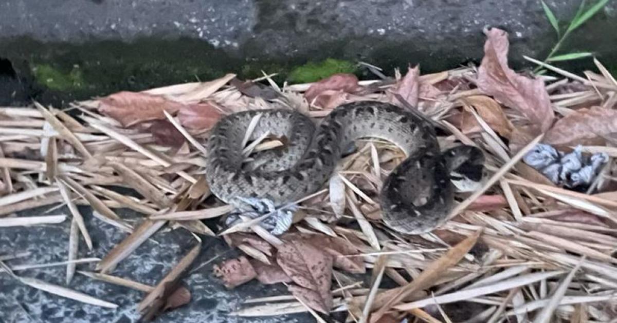     





En plein jogging, elle croise un trigonocéphale sur la route de la Fontaine Didier




