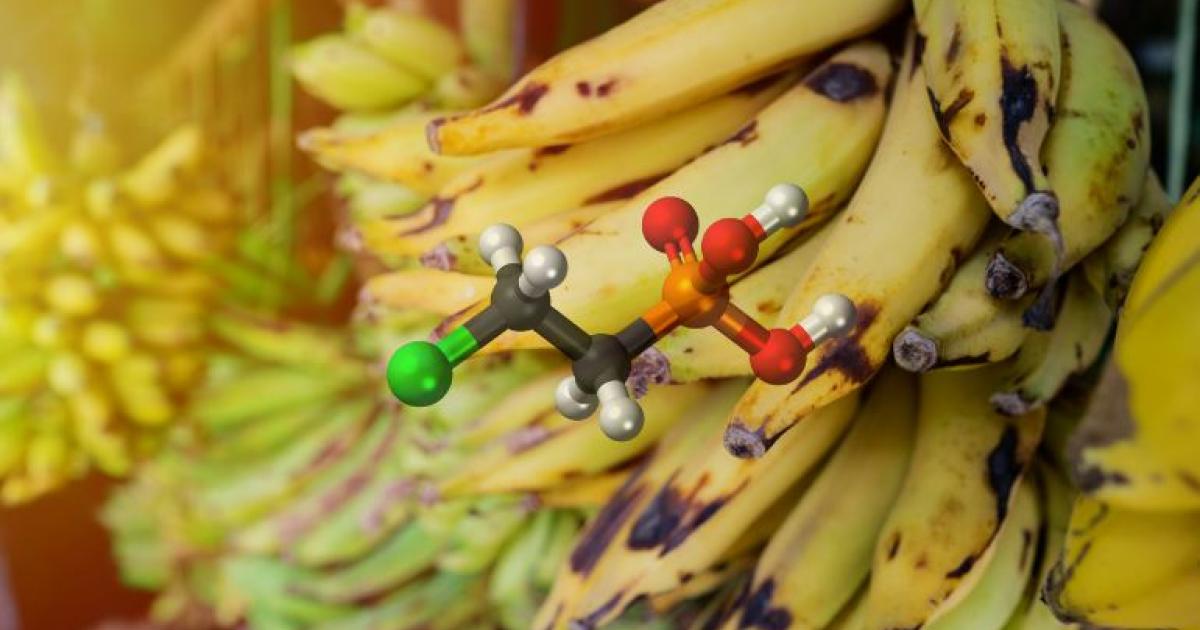     





Pulvérisation d’Ethéphon sur des bananes plantain : « cette affaire est toujours en cours » 




