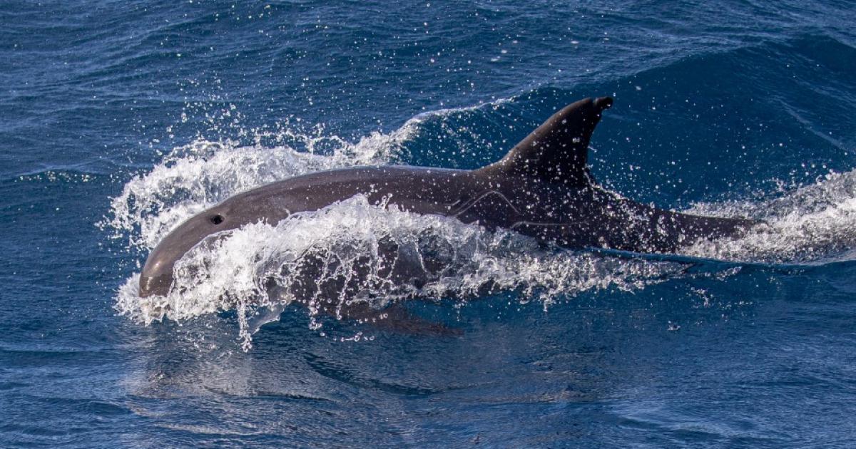 L'association Caribbean Cetacean Society dresse le bilan de deux ans d'études des cétacés dans nos eaux