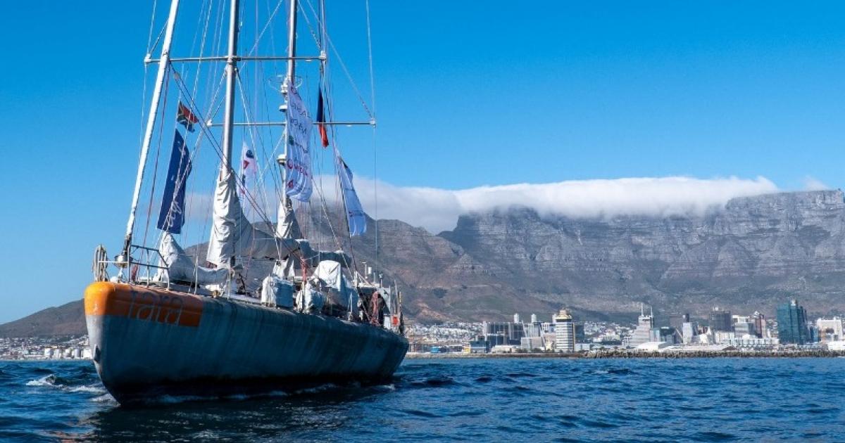 Fin de mission atlantique pour Tara, riche de relevés notamment sur les sargasses