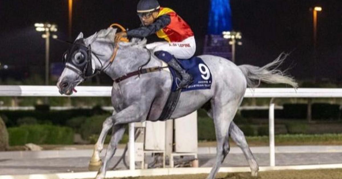 Equitation : Arnaud de Lepine débute sa saison au Qatar avec brio