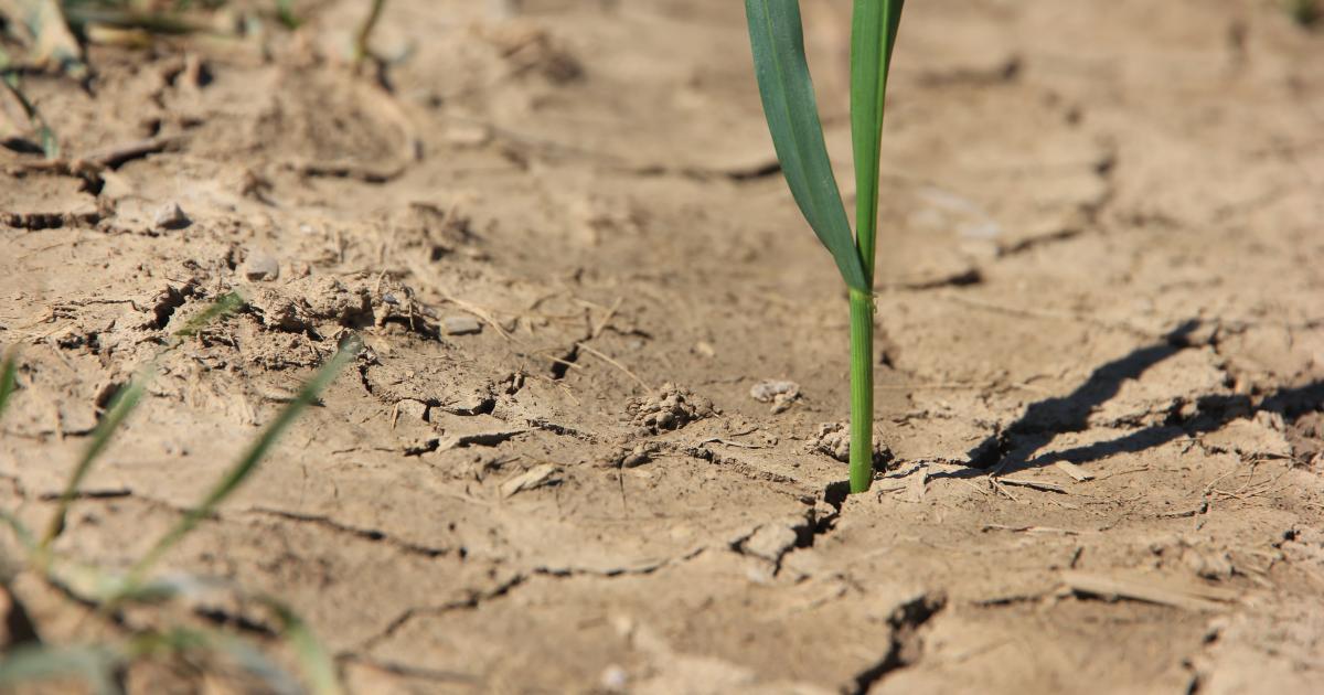 Sécheresse : mise en place de l'indemnisation des productions agricoles affectées