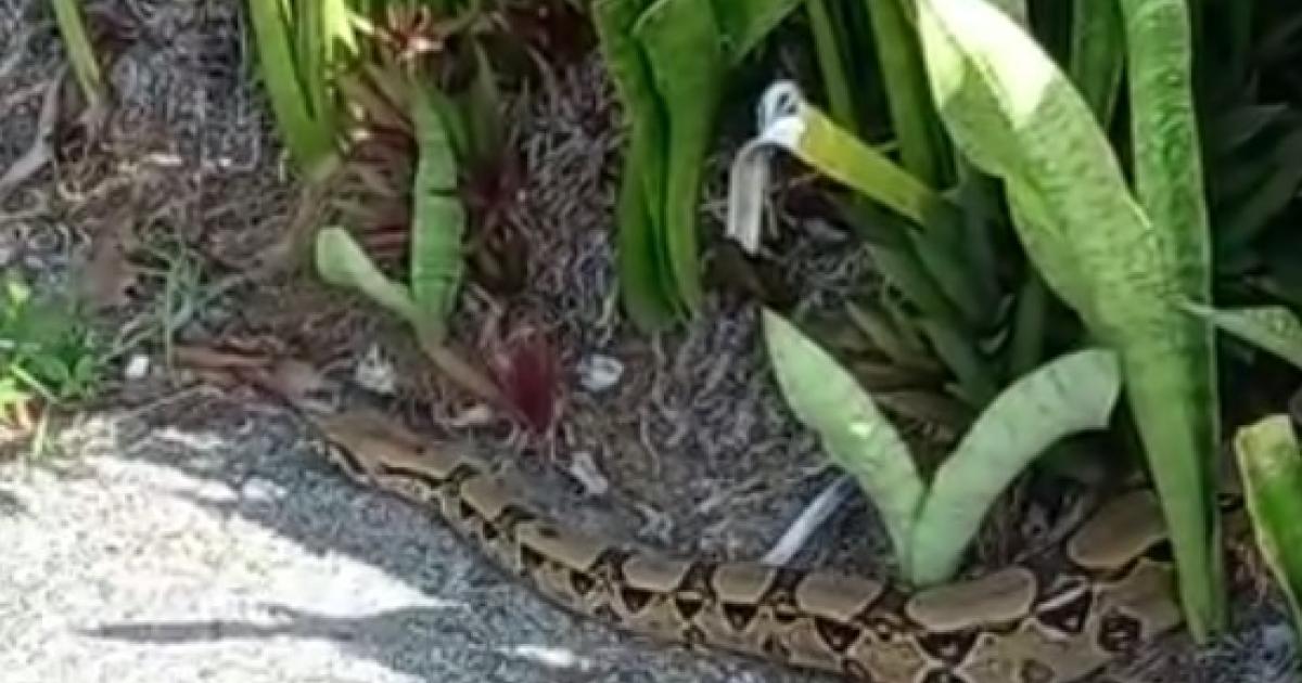 Un boa constrictor de 3 mètres découvert au Moule