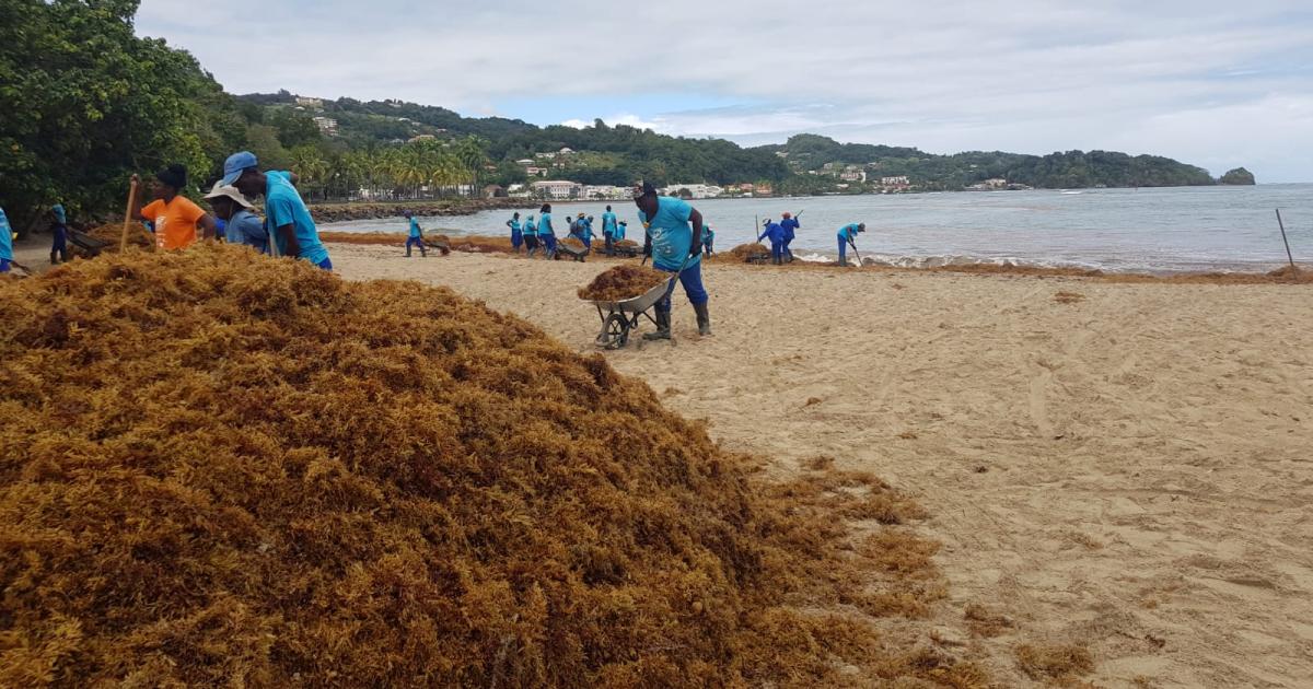 Un cas de contamination aigüe par expositions aux sargasses détecté