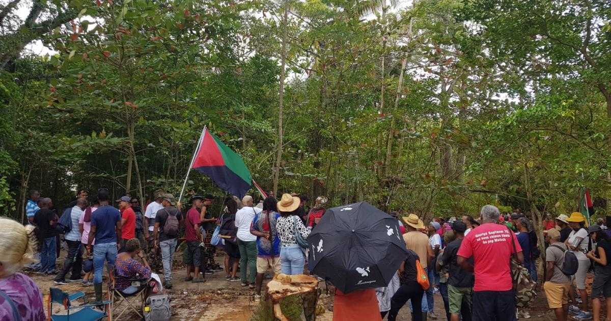 L'Assaupamar mobilisée contre la construction de logements sur une mangrove à l'Anse Mitan