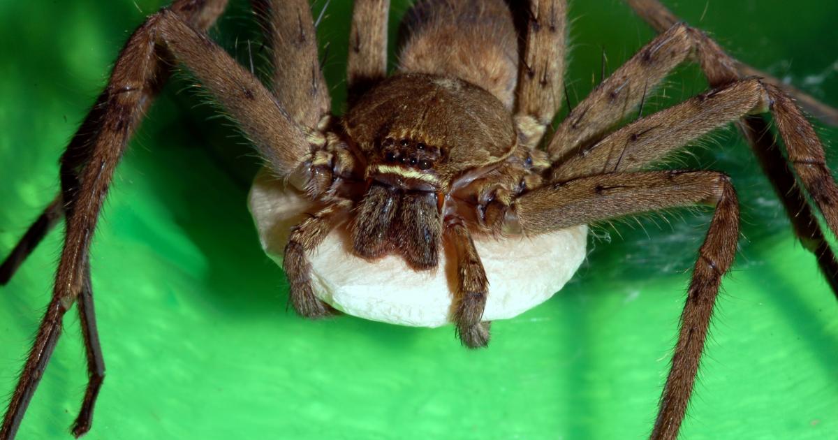 Cachée dans un carton de bananes, une araignée de Guadeloupe crée la panique dans un supermarché de l'Hexagone