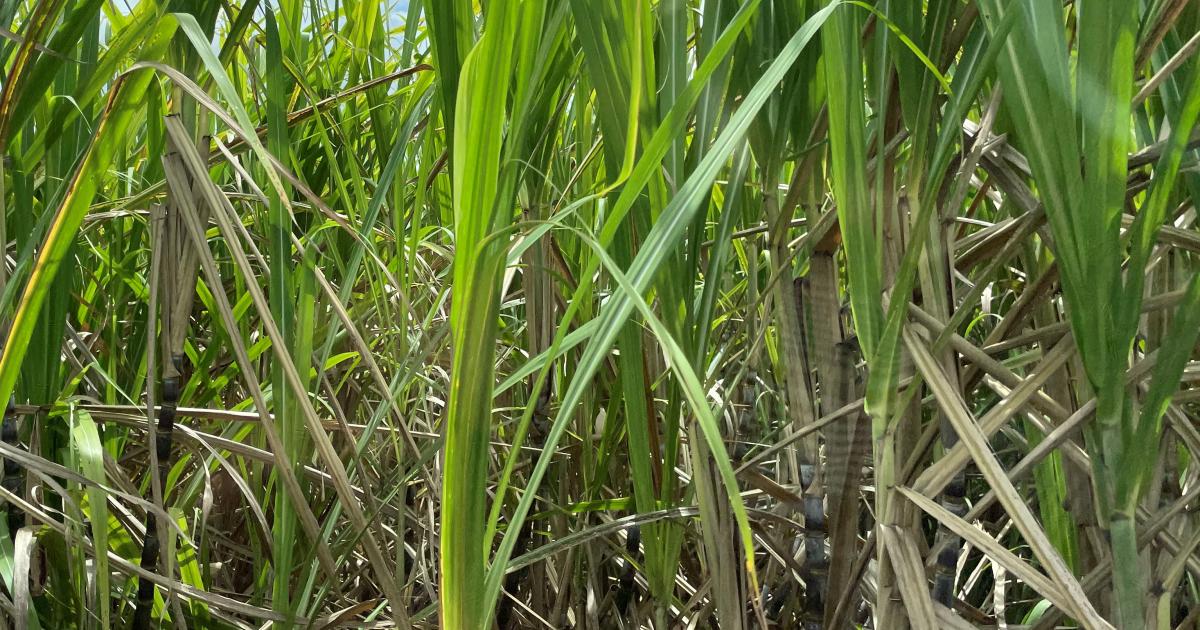 Campagne sucrière 2024 : L’État va accorder une aide exceptionnelle aux planteurs