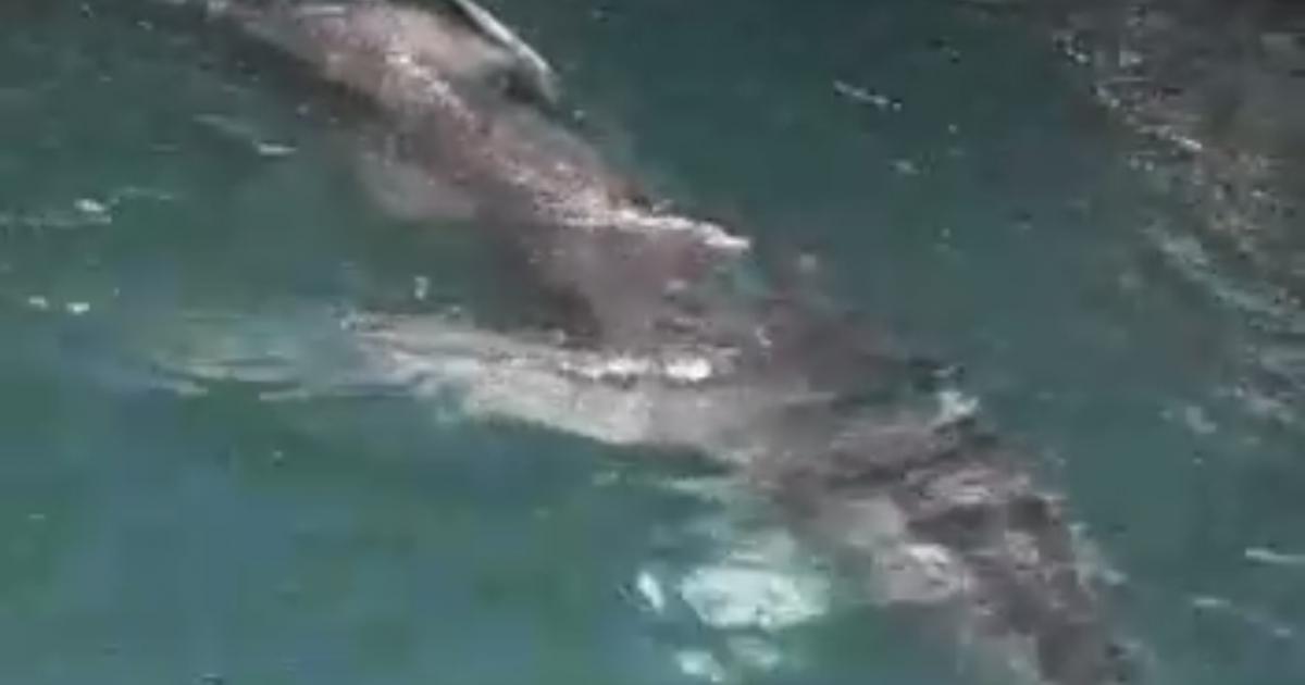 Le baleineau égaré est toujours dans la baie de Fort-de-France