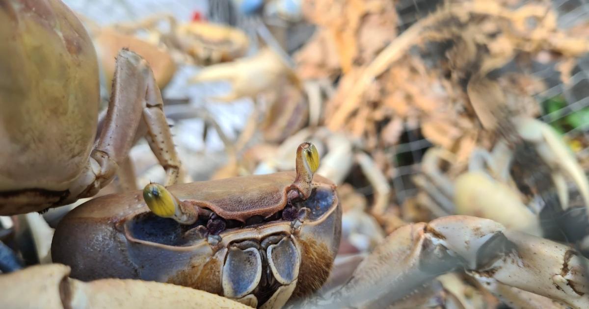 Pentecôte : le crabe de retour sur les tables