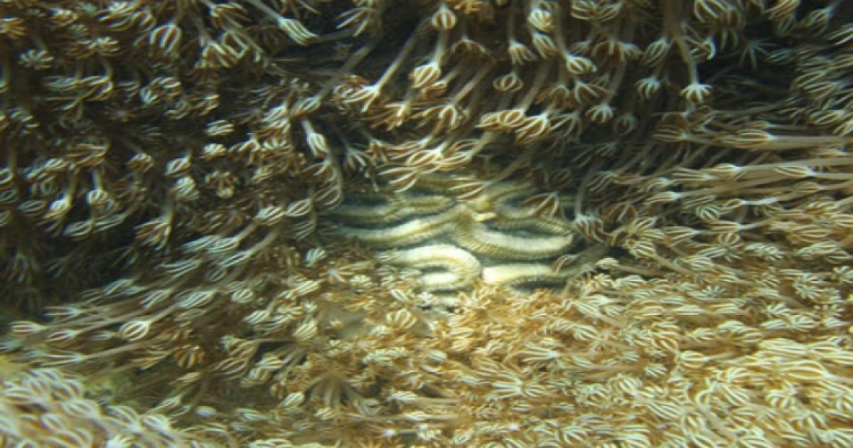 Un « corail assassin » observé au Vénézuéla, potentielle menace pour les Caraïbes