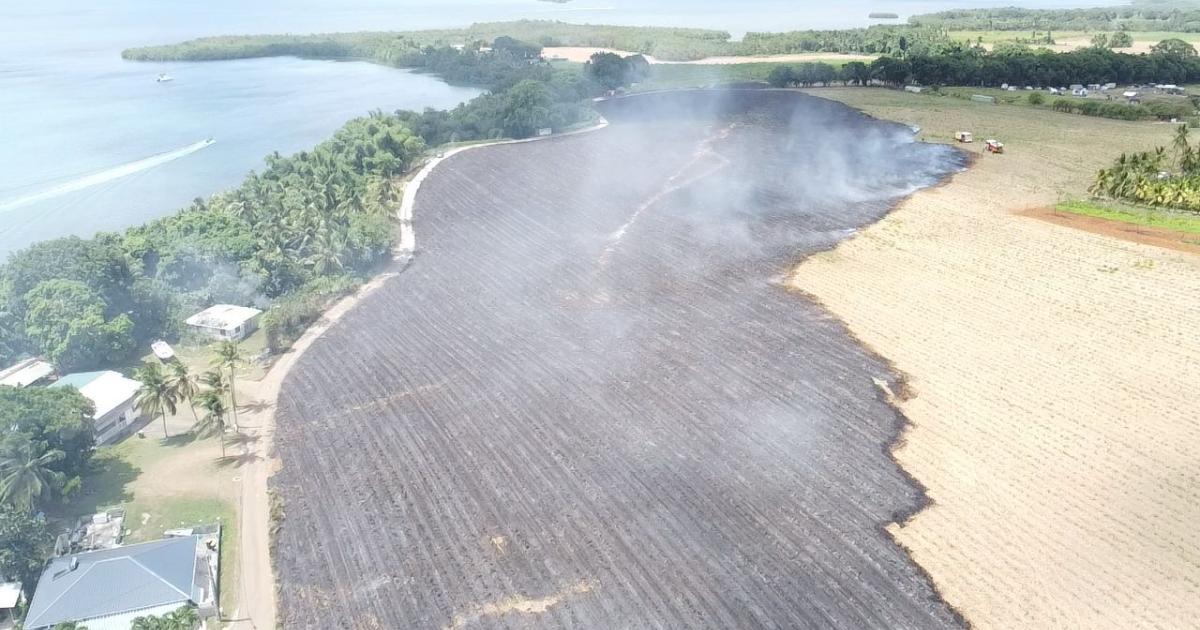 Ne mettez plus le feu dans les champs de canne !