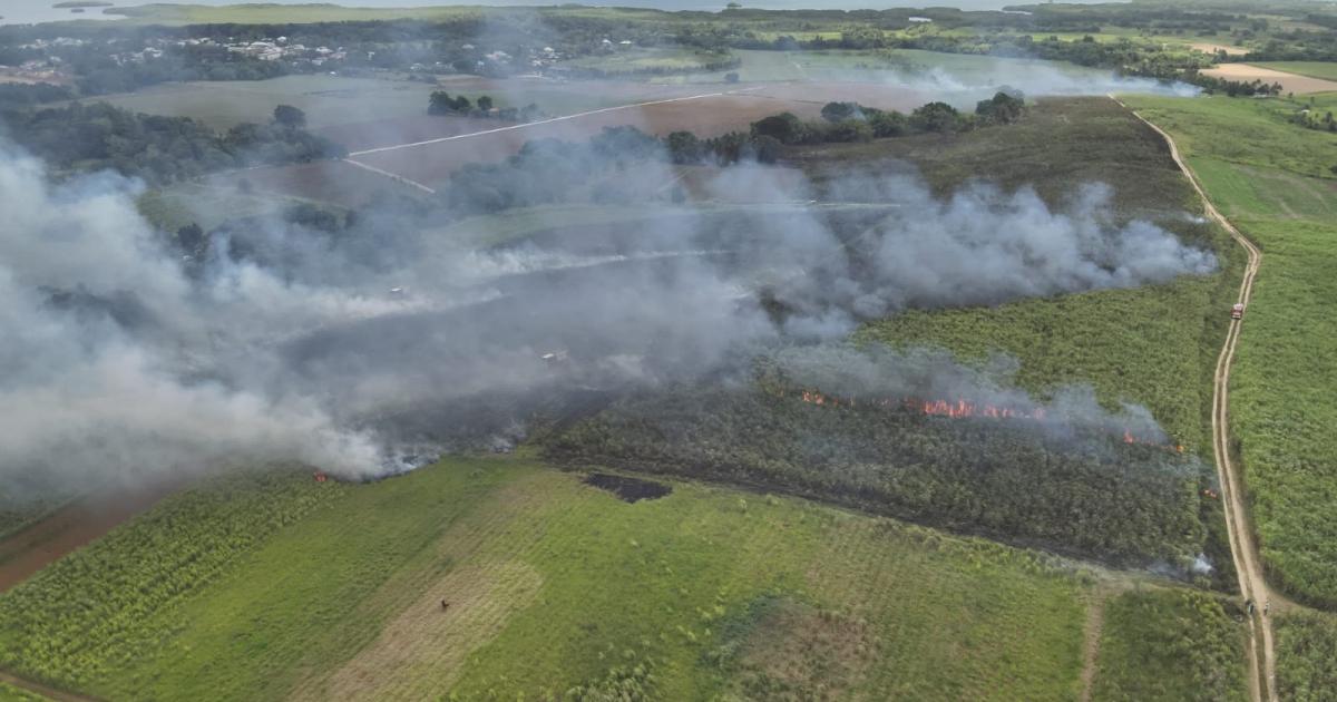 Des hectares de cannes en feu à Sainte-Rose