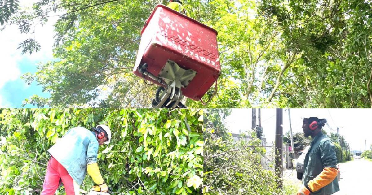 Période cyclonique : les opérations d’élagage ont démarré