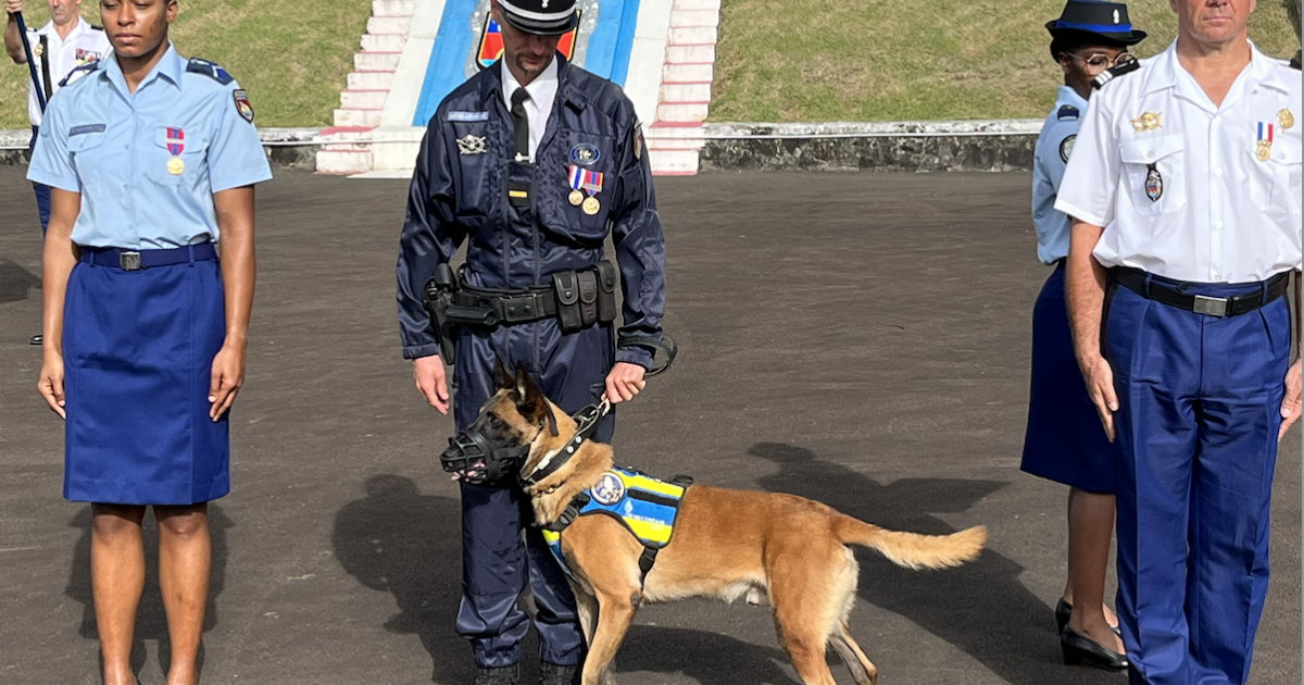 « Lego », le chien de la gendarmerie récompensé de « la médaille du courage et du dévouement »