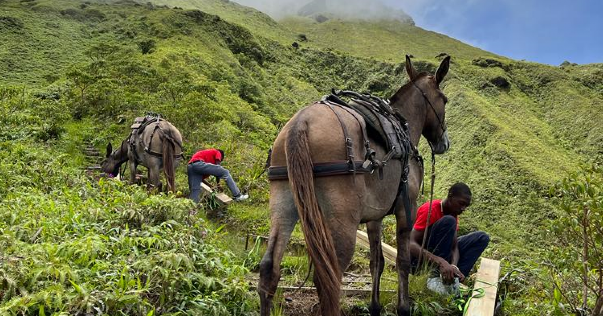 Montagne Pelée : le sentier de randonnée de Grande Savane réhabilité grâce à des mulets