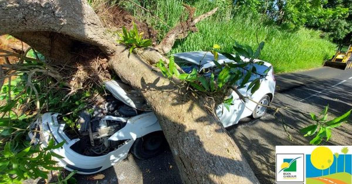 Chute d’arbre : la circulation perturbée sur la départementale 1 à Lamentin