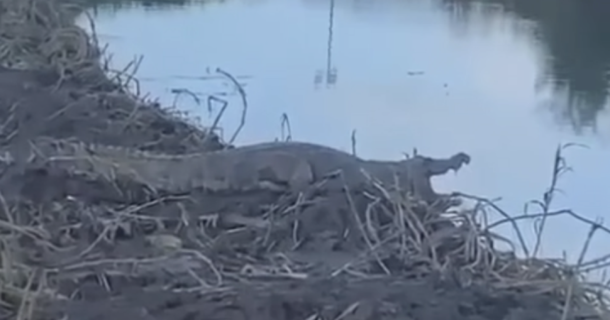     





[VIDEO] De sortie ce lundi, « Georges », le crocodile, attire à nouveau la foule 




