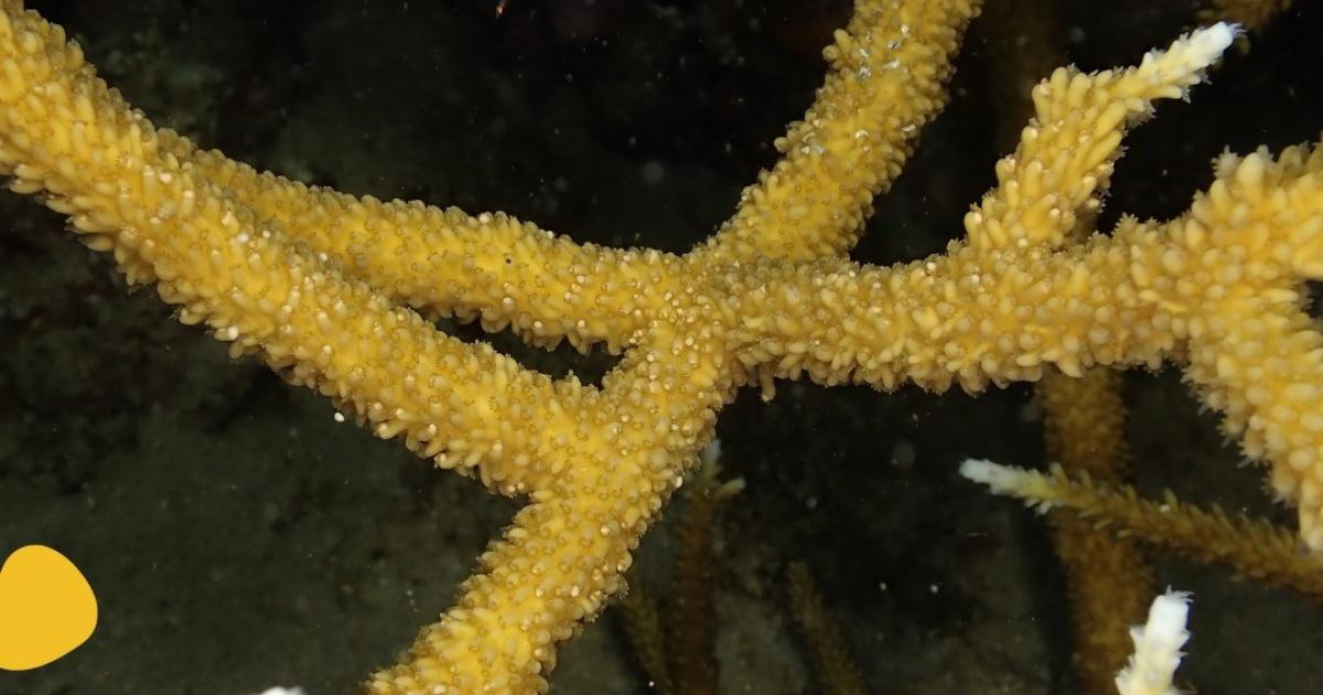 Des coraux en voie d'extinction ont pondu dans les eaux de Sainte-Luce