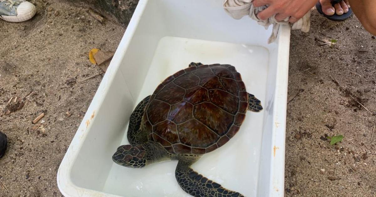 Barbuda, une tortue soignée et relâchée en mer