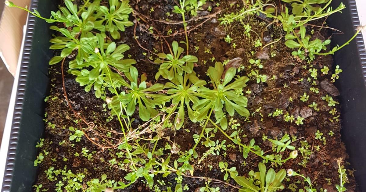 Comprendre l’atlas sur la biodiversité des communes du nord en 5 questions