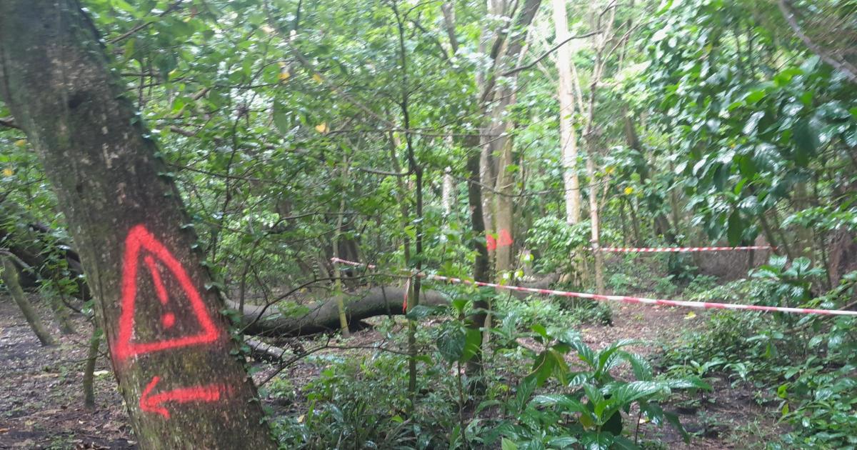 Le sentier de randonnée Anse Couleuvre – Rivière Trois Bras rouvert au public
