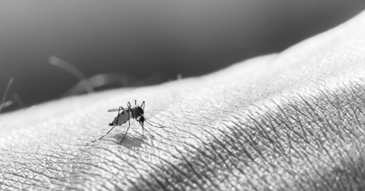 Épidémie de dengue : une première décroissance observée