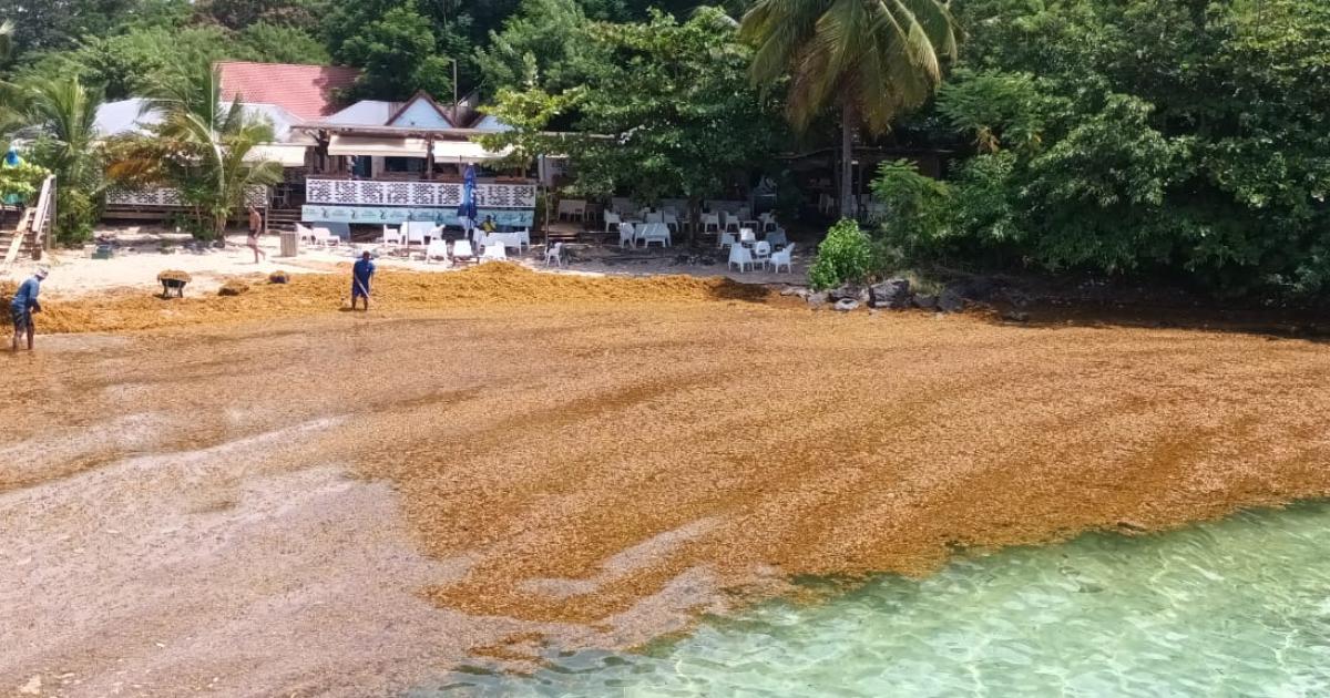 Un échouage massif d’algues sargasses sur la plage de Batelière à Schoelcher