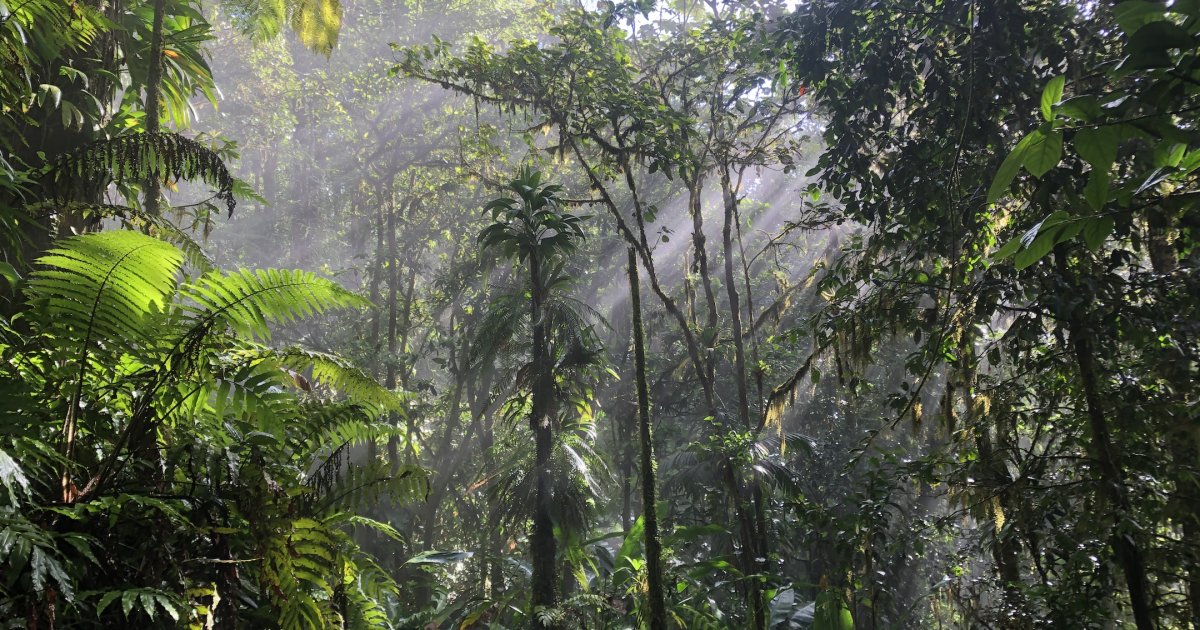     





Pelée et Pitons du Nord à l’Unesco [4/5] : 30 espèces de flore endémiques 




