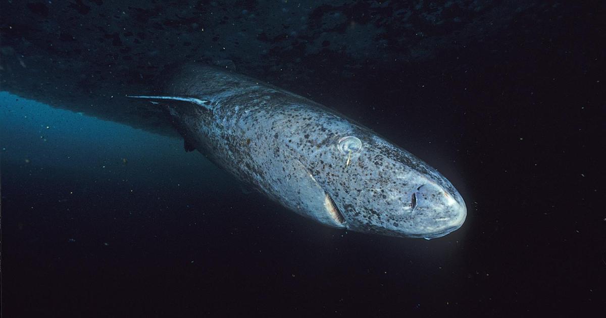 Un requin du Groenland a été aperçu dans les eaux de la Caraïbe