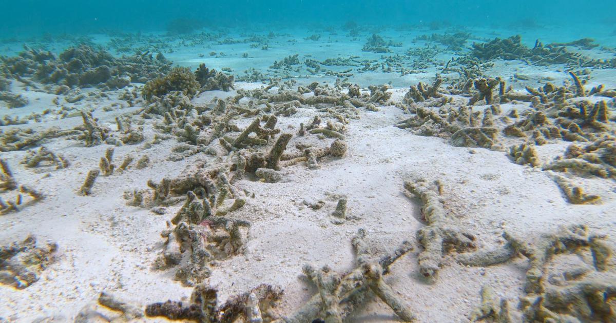 Blanchissement des coraux : plusieurs régions placées sous niveau d’alerte 2