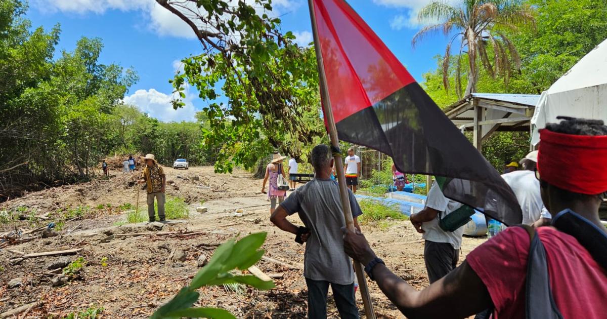 À Sainte-Anne, une parcelle de mangrove préoccupe les associations de protection de l’environnement