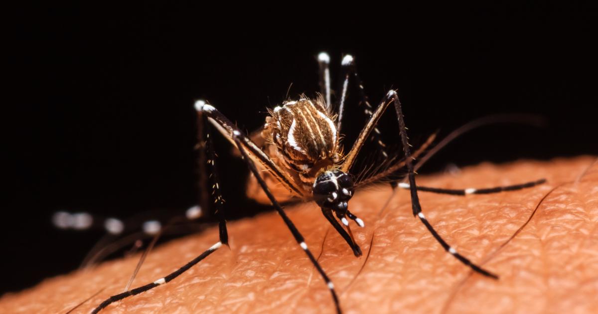 La dengue recommence à circuler activement en Guadeloupe
