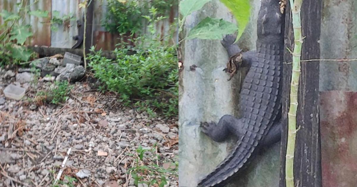 Anse-Bertand : un quartier dans la psychose à cause d’un crocodile