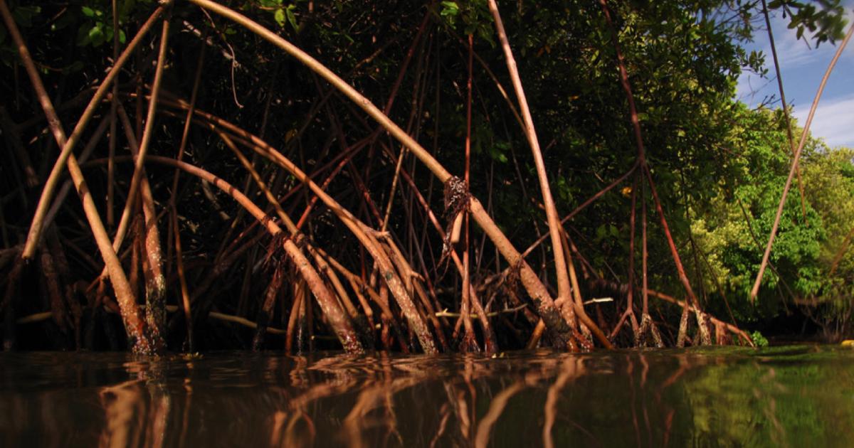 Lancement d’un appel à projets pour la protection et la réhabilitation des mangroves