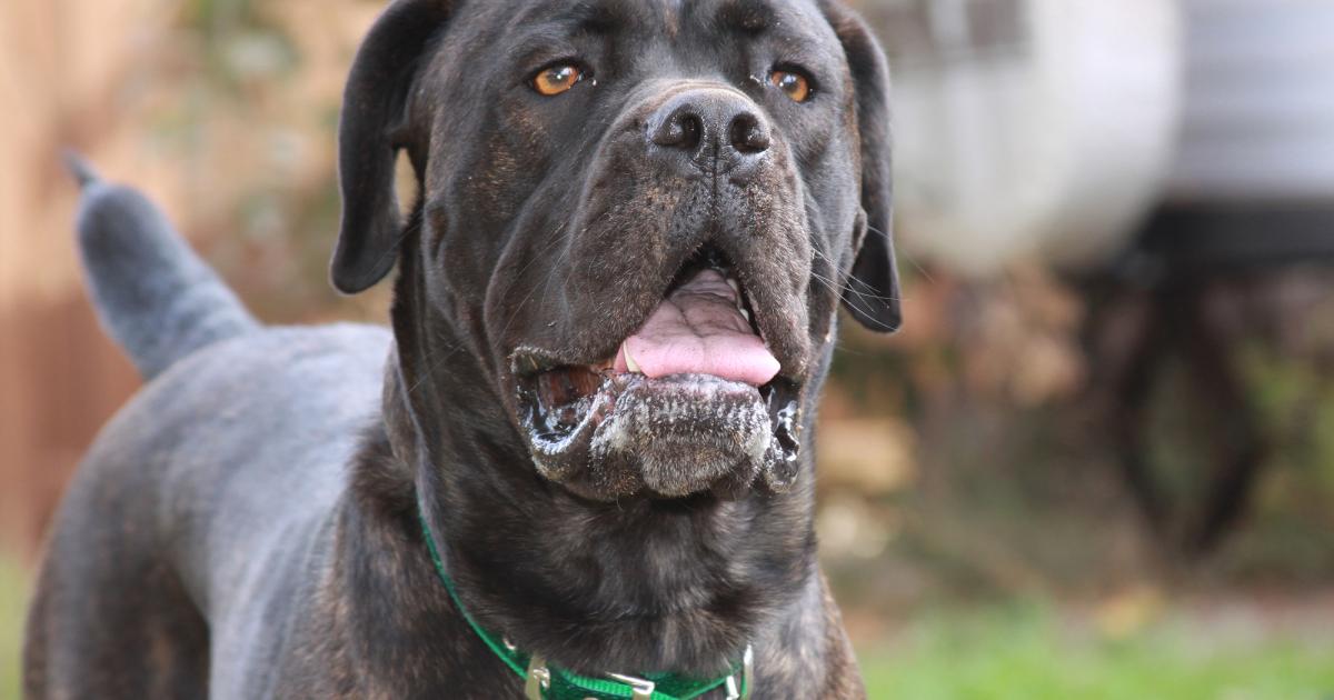 Une fillette de 11 ans attaquée par un chien à Petit-Bourg