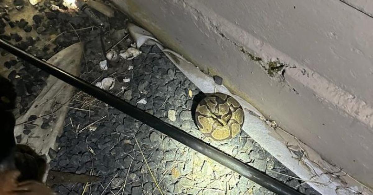 Un serpent récupéré par les pompiers dans une résidence des Abymes